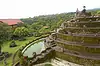 Rumah Pohon ● Bali