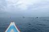 Dolphin Tour