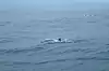 Dolphin Tour ● Bali