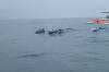 Dolphin Tour
