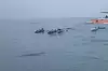 Dolphin Tour ● Bali