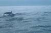 Dolphin Tour