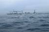 Dolphin Tour
