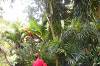 Air Panas Banjar