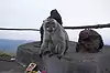 Puncak Gunung Batur ● Bali