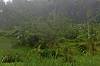 Rafting in Bali | Alam Amazing A