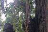 Sacred Monkey Forest Sanctuary