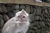 Sacred Monkey Forest Sanctuary ● Bali