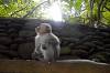 Sacred Monkey Forest Sanctuary