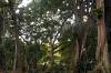 Sacred Monkey Forest Sanctuary