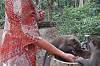 Sacred Monkey Forest Sanctuary