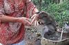 Sacred Monkey Forest Sanctuary