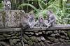 Sacred Monkey Forest Sanctuary