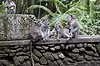 Sacred Monkey Forest Sanctuary ● Bali