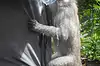 Sacred Monkey Forest Sanctuary ● Bali