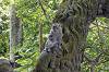 Sacred Monkey Forest Sanctuary