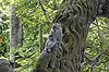 Sacred Monkey Forest Sanctuary ● Bali