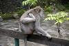 Sacred Monkey Forest Sanctuary