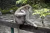 Sacred Monkey Forest Sanctuary ● Bali