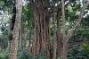 Sacred Monkey Forest Sanctuary