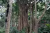 Sacred Monkey Forest Sanctuary ● Bali