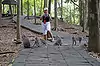 Sacred Monkey Forest Sanctuary ● Bali