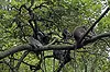 Sacred Monkey Forest Sanctuary ● Bali