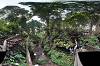 Sacred Monkey Forest Sanctuary