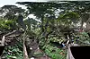 Sacred Monkey Forest Sanctuary ● Bali