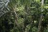 Sacred Monkey Forest Sanctuary