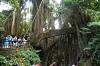 Sacred Monkey Forest Sanctuary