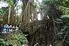 Sacred Monkey Forest Sanctuary ● Bali