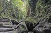 Sacred Monkey Forest Sanctuary