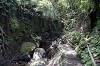 Sacred Monkey Forest Sanctuary