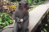 Sacred Monkey Forest Sanctuary