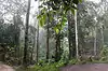 Goa Gajah ● Bali